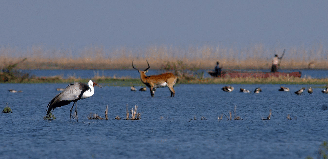 Blue Crane - International Crane Foundation