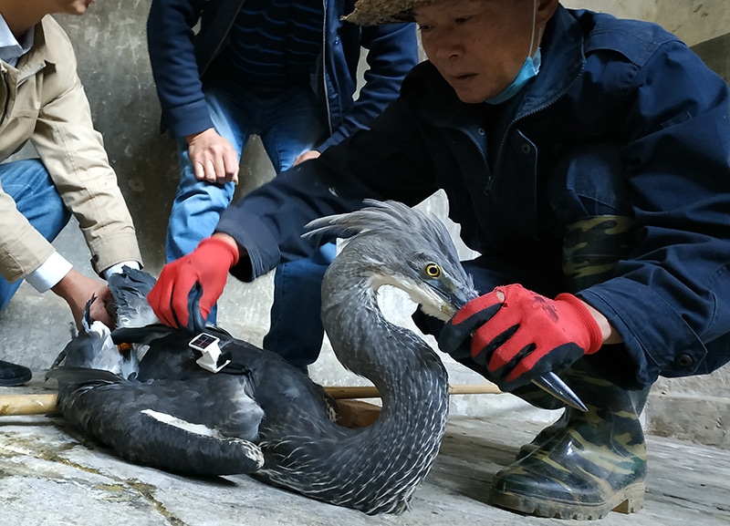 Heron being held