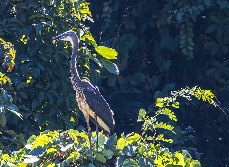 Heron