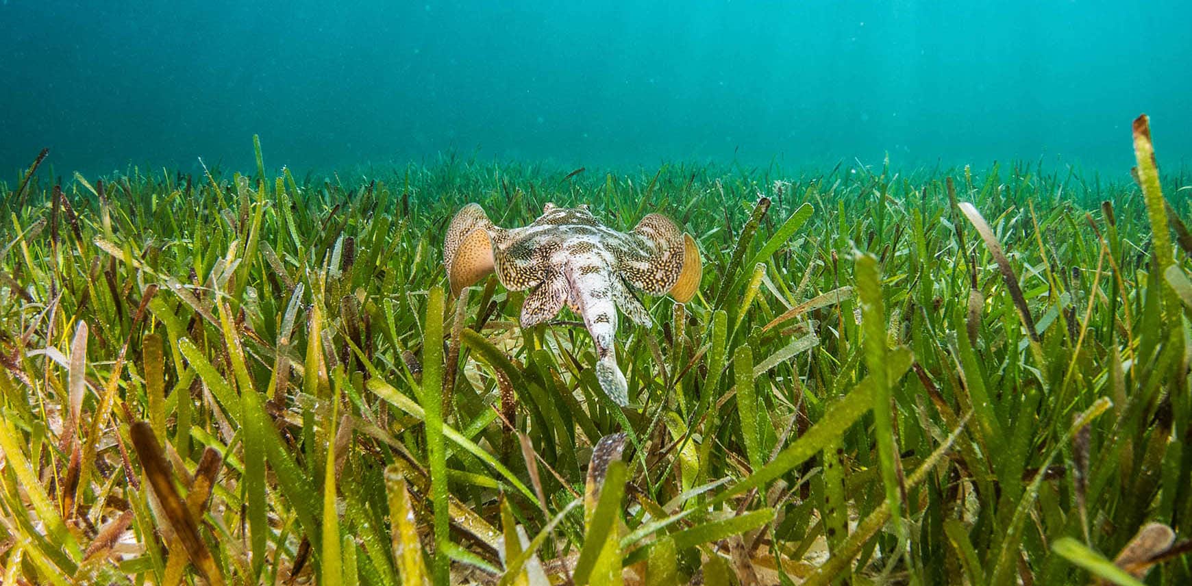 Damaged Seagrass  Science and the Sea