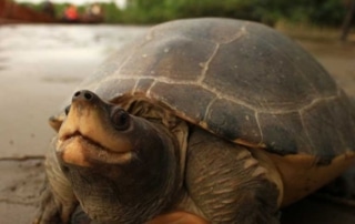 Close-up of a terrapin