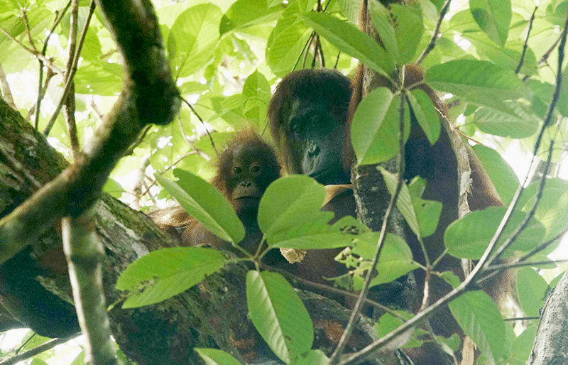 A fully grown orangutan with a juvenile in the tree canopy surrounded by leaves