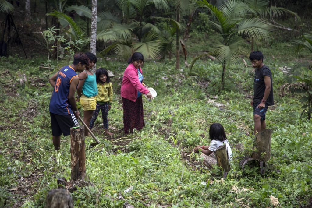 What is agroforestry? - Synchronicity Earth What is agroforestry?