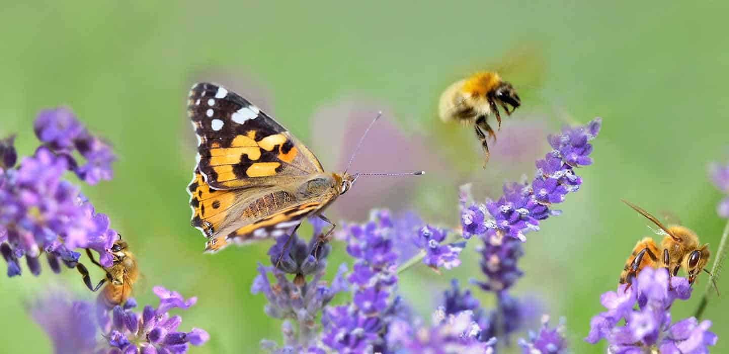 Honeybee and butterfly on lavender flowers