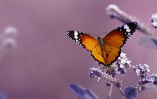 A butterfly on purple flowers, with a pink backdrop