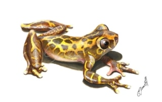 Painting of a golden-brown spotted frog
