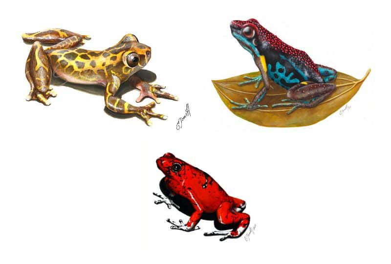 Three frog paintings