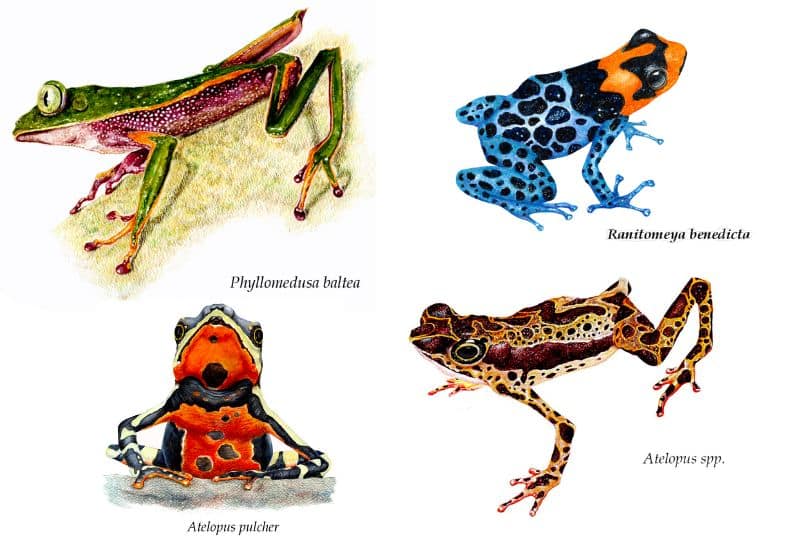 Four colourful frog paintings