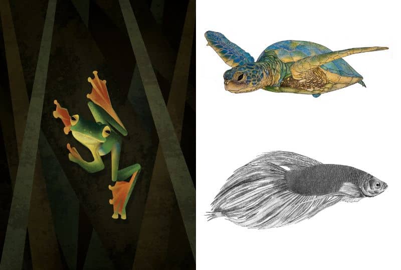 A geometric illustration of a frog, two pencil portraits of a sea turtle and a freshwater fish