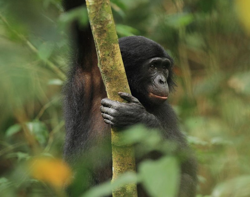 chimp holding a tree