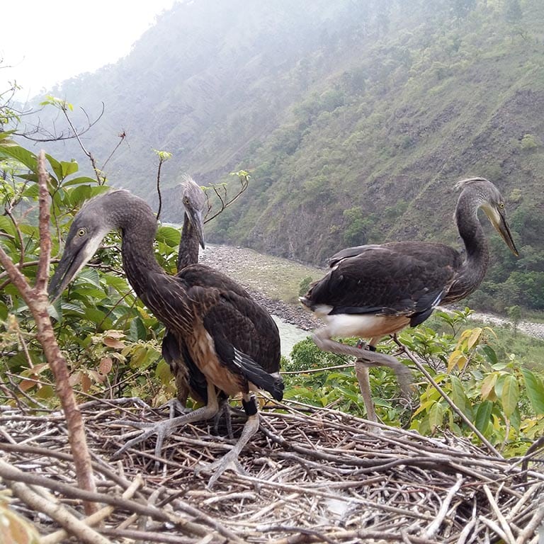 Three heron chicks in nest