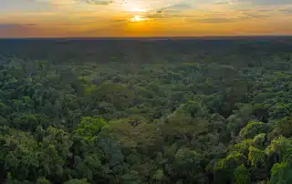 forest canopy with the sun overhead