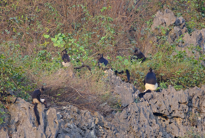 Delacours perched on a mountain