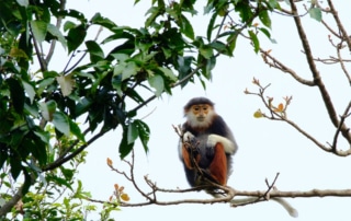 A lone red-shanked douc on branch