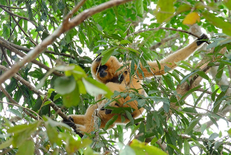 Yellow checked gibbon