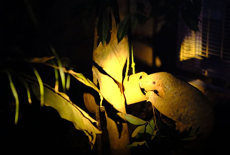 pangolin in the dark