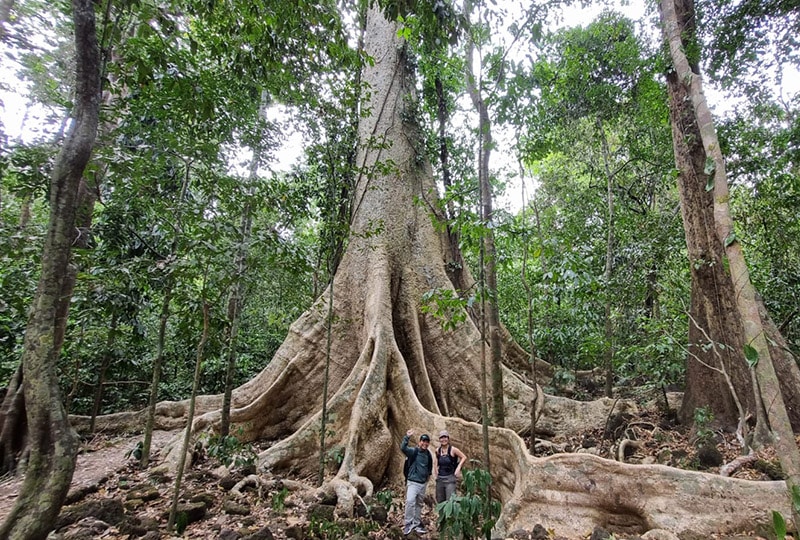 Aya at the roots of a huge, ancient tree