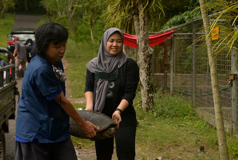 Two team members carry a large turtle