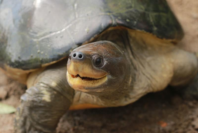 Close up of a painted terrapin