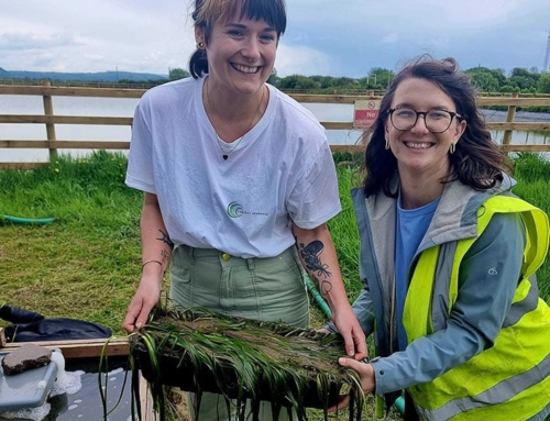 Project Seagrass: Saving the unsung heroes of our coasts