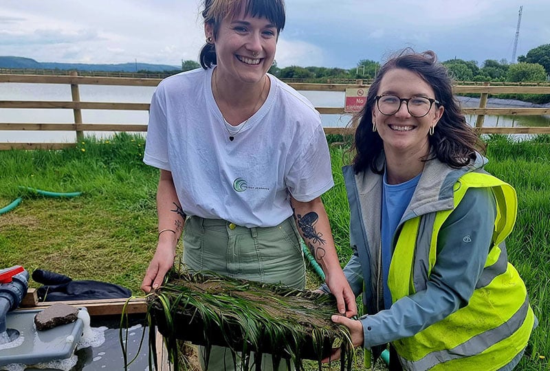 Project Seagrass: Saving the unsung heroes of our coasts