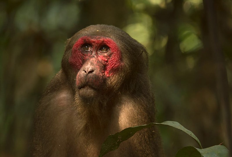 Macaque in forest