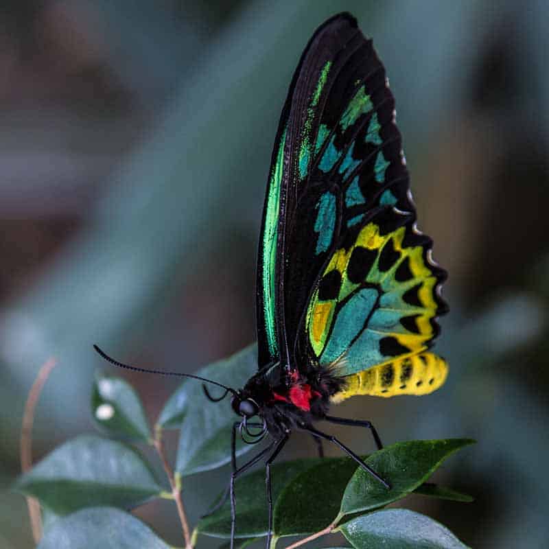 Butterfly with black, blue, and yellow wings