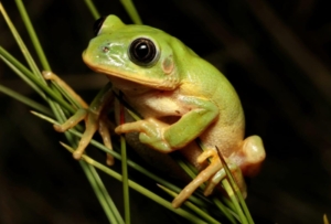 Tree frog on branch