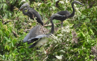 Three White-bellied Heron fledglings perched on tree branches