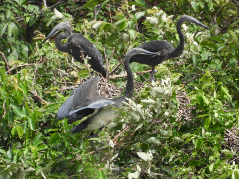 Three White-bellied Heron fledglings perched on tree branches