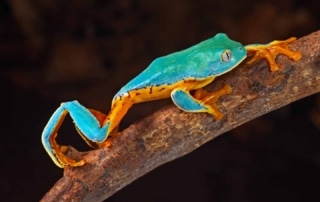 A beautiful blue green amazon treefrog with orange underside makes its way along a branch