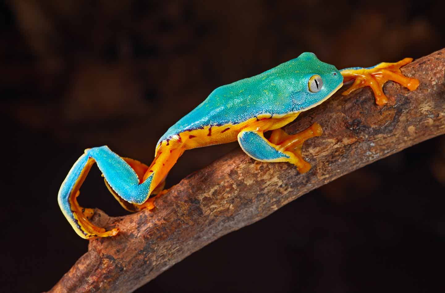 Imagining a brighter future for amphibians