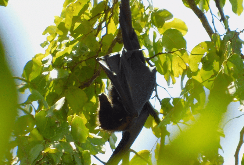 Flying fox bat in tree