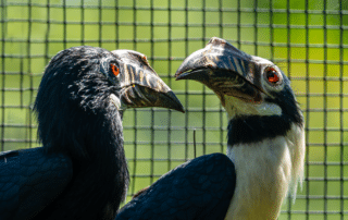 Two captive hornbills