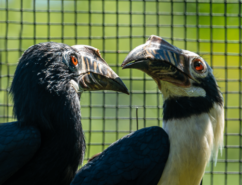 Endangered encounters: A hornbill love story