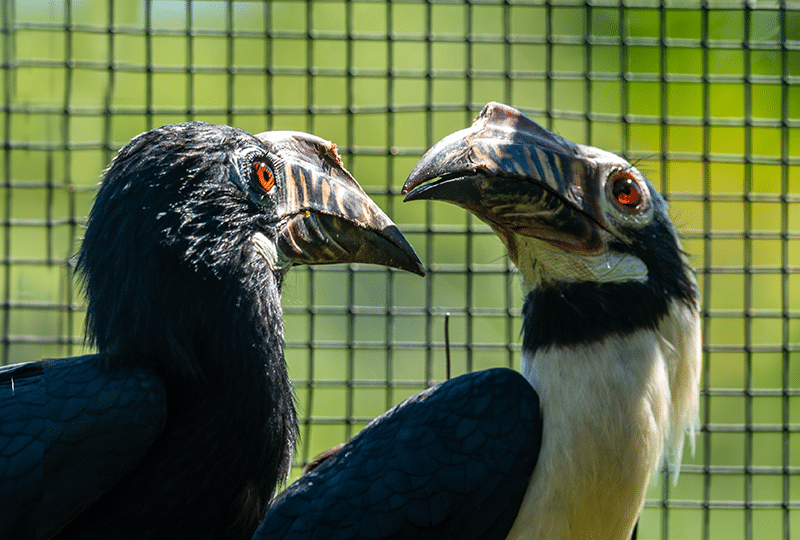 Two captive hornbills