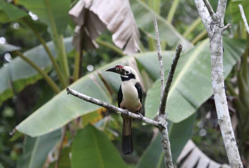 Visayan hornbill