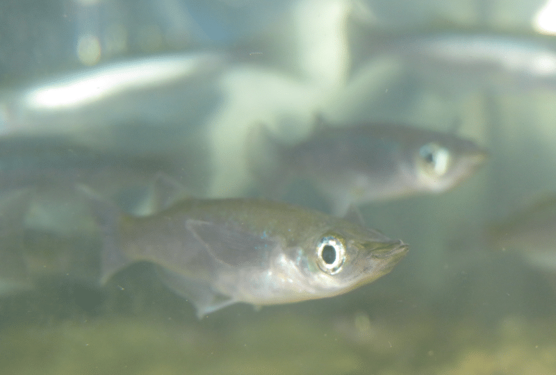 small silver fish in tank