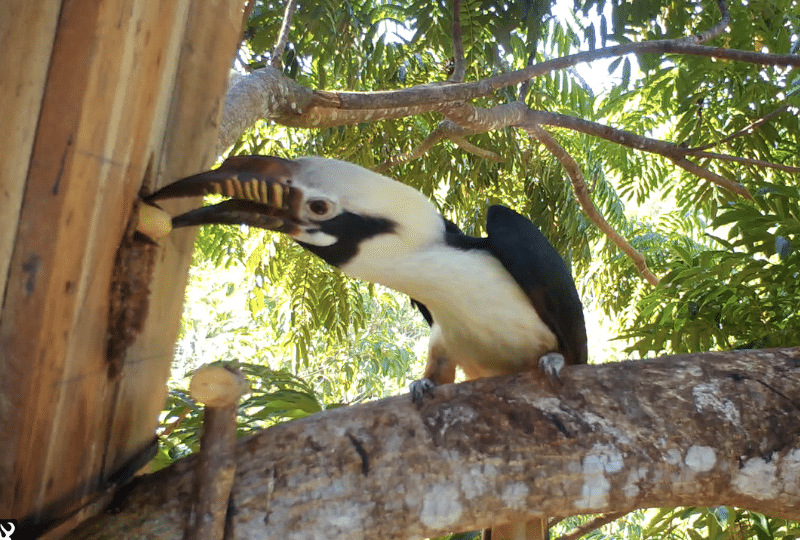 A male hornbill feeding a female through a slit