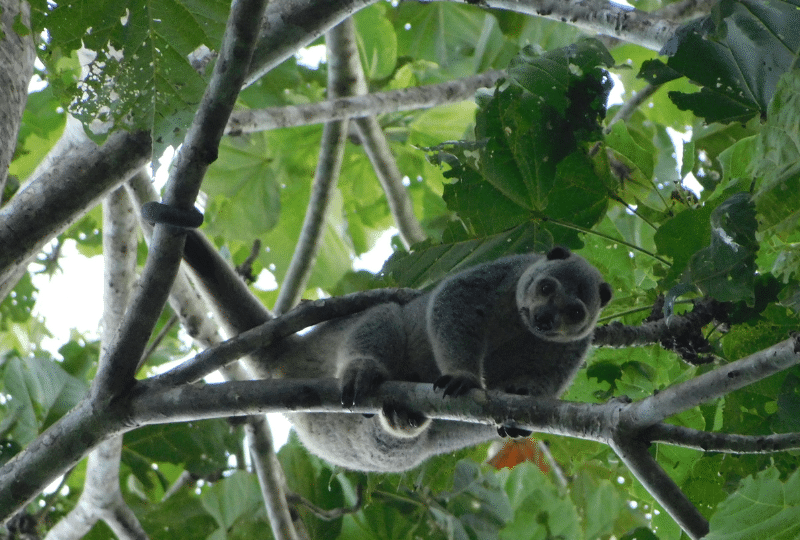 Tulaud cuscus