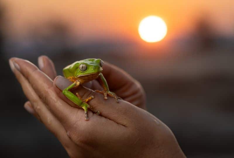 hands holding frog, sunset