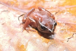 Cardioglossa manengouba frog species sitting on a leaf