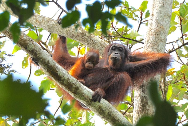 Orangutan mother and baby in tree looking down