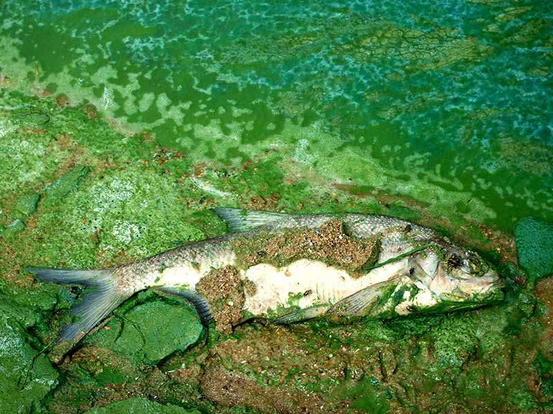 A dead fish lies on the shore of a toxic green lake