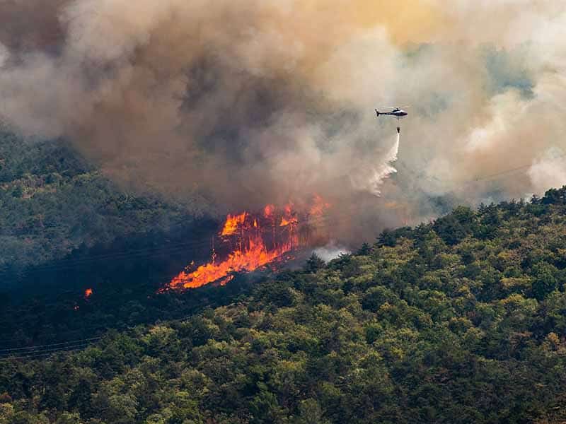 A helicopter hovers above a forest on fire dropping a load of water