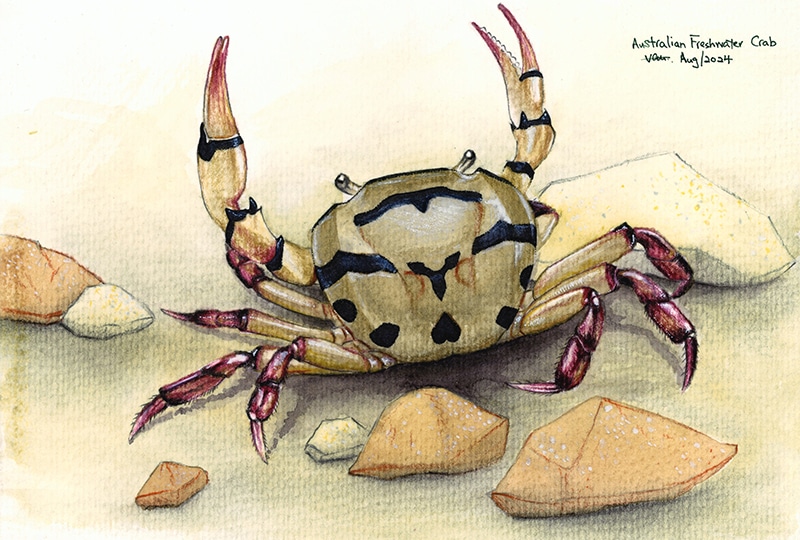 Painting of a striped crab