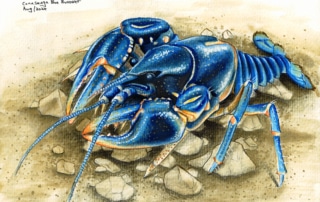 Painting of a blue crayfish