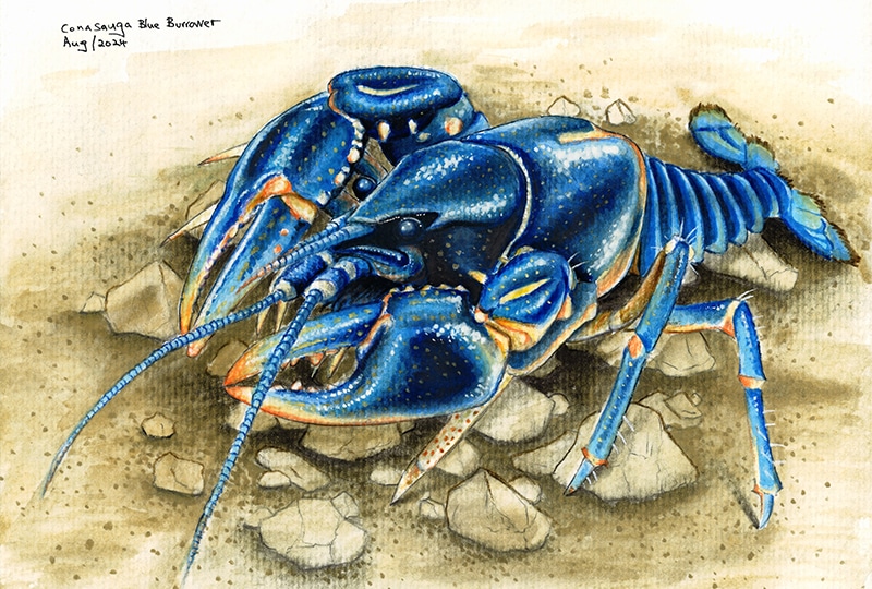 Painting of a blue crayfish