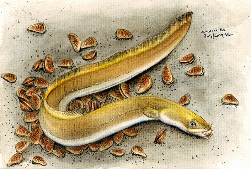 Painting of European eel