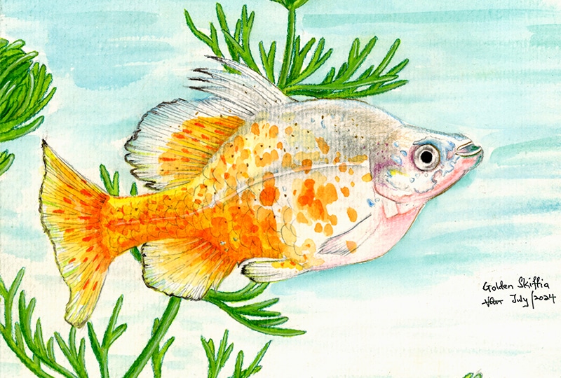 Painting of golden skiffia fish